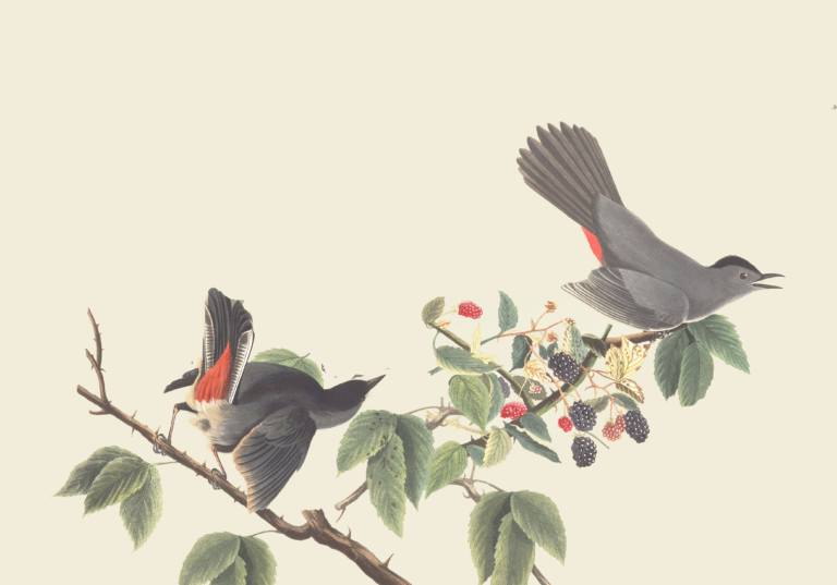 Audubon Catbird HEADER for g Profile Audubon Catbird HEADER for g Profile